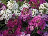 Alyssum-Clear-Crystal-Mixture2