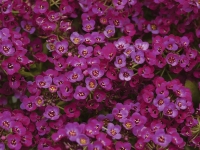 Alyssum-Clear-Crystal-Purple-Shades