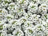 Alyssum-Clear-Crystal-White