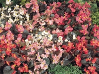 Begonia-Cocktail-Mix-Bed