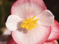 Begonia Super Olympia Bicolor Close