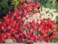 Begonia-Super-Olympia-Mix