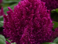 First Flame Purple Celosia