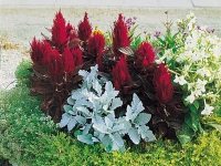 Celosia-New-Look