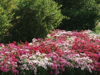 Dianthus-Ideal-Select-Mix