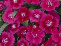 Dianthus-Ideal-Select-Violet