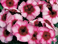 Dianthus Super Parfait Raspberry