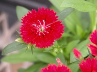 Dianthus-Telstar-Crimson