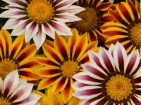 Gazania-New-Day-Mix-Tiger