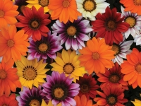 Gazania-New-Day-Mix