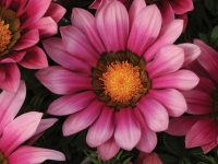 Gazania-New-Day-Pink-Shades