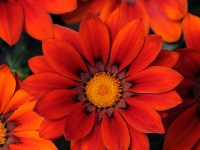 Gazania-New-Day-Red-Shades