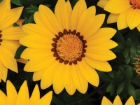 Gazania-New-Day-Yellow