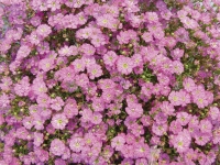 Gypsophila-Gypsy-Deep-Rose-1