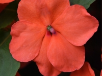 Beacon Salmon Impatiens