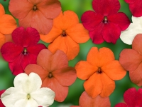 Impatiens-Imara-XDR-Hot-Mix