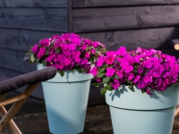 Impatiens-Imara-XDR-Purple-4