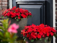 Impatiens-Imara-XDR-Red-6