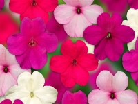 Impatiens-Imara-XDR-Rosy-Mix