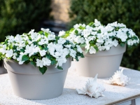 Impatiens-Imara-XDR-White-3