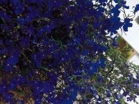 Lobelia-Regatta-Midnight-Blue