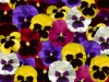 Pansy Mix Blotch