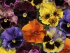 Pansy Frizzle Sizzle Mix