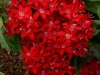 Pentas Lucky Star Dark Red