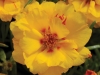 Portulaca Happy Hour Banana