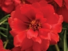 Portulaca Happy Hour Deep Red