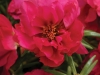 Portulaca Happy Hour Fuchsia