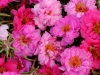 Portulaca Happy Hour Pink Passion Mix