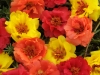 Portulaca Happy Hour Tropical Mix