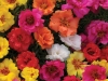 Portulaca Happy Hour Mix