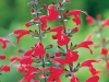 Salvia Summer Jewel Red