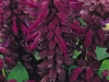 Salvia Vista Purple