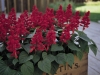 Salvia Vista Red