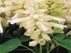 Salvia Vista White