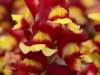Snapdragon Snapshot Red Bicolor
