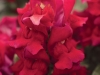 Snapdragon Snapshot Red