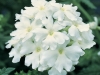 Verbena Obsession White