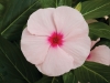 Vinca Apricot