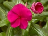 Vinca Cora Hotgenta