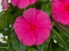 Vinca Cora Punch