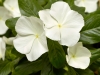 Vinca Cora White