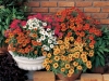 Zinnia Profusion Mix