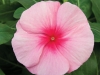 Vinca Cora Cascade Strawberry