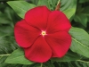 Vinca Cora Red