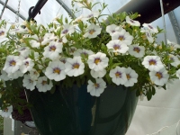 Hanging Basket