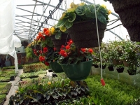 Hanging Baskets